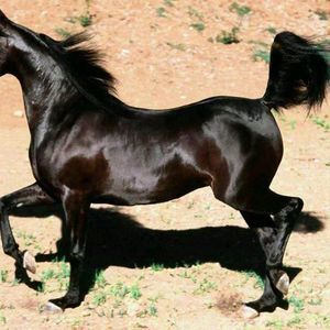 Meet your Posher, Felipe